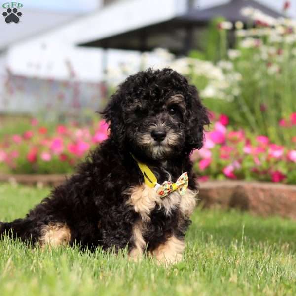 Benji, Mini Bernedoodle Puppy